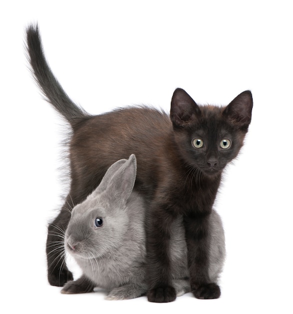Het zwarte katje spelen met konijn voor witte achtergrond