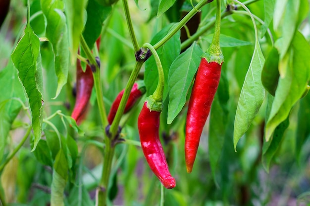 Hete chilipeper groeit op een tak in de tuin