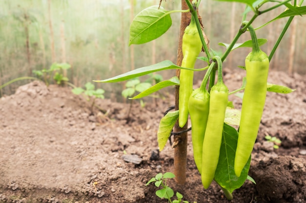 Hete groene paprika groeit op een tak in een kas