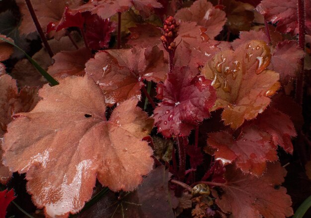 Heuchera 또는 산호 종은 다년생 정원에서 빗방울에 젖어 있습니다.