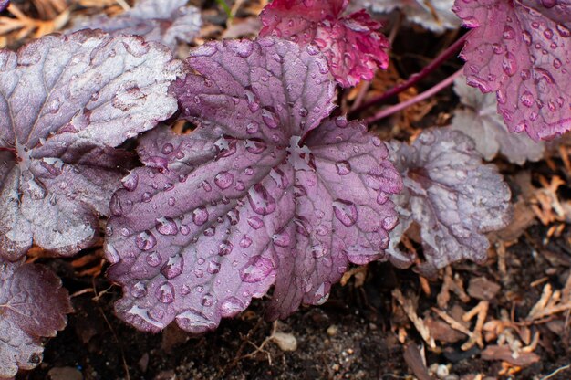 Heuchera 또는 산호 종은 다년생 정원에서 빗방울에 젖어 있습니다.