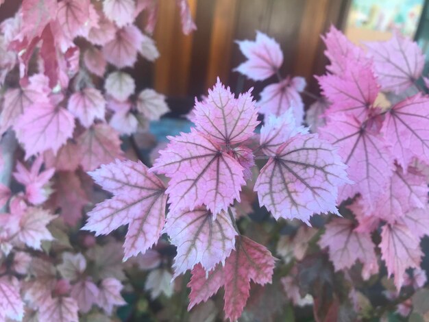 Heuchera villosa