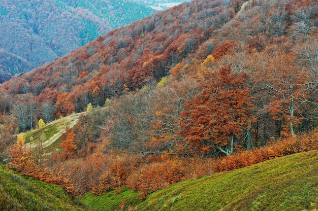 Heuvel van rood bos op Karpatische bergen.