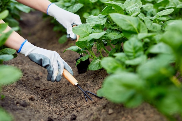 Heuvelaardappel hand van tuinman houdt hooivork of hark vast op aardappelveld werk op aardappelveld close-up