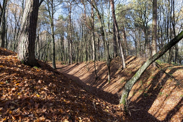 Heuvelachtig gebied in het bos aan het einde van de herfst, kale bomen zonder loof