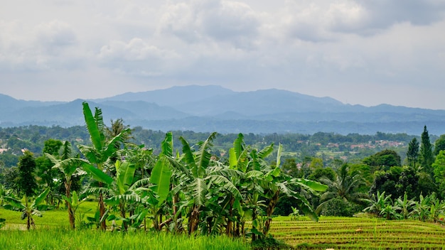 Heuvelmening met rijstvelden, West-Java, Indonesië