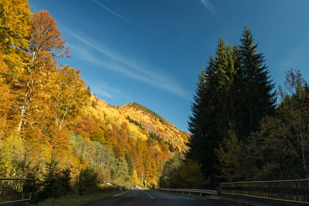 Heuvels en sparrenbossen