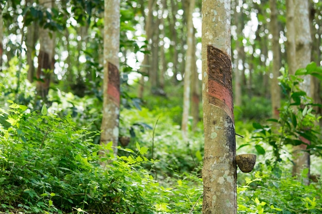 Hevea brasiliensis che è stato tagliato nel lattice fuori dalla tazza.