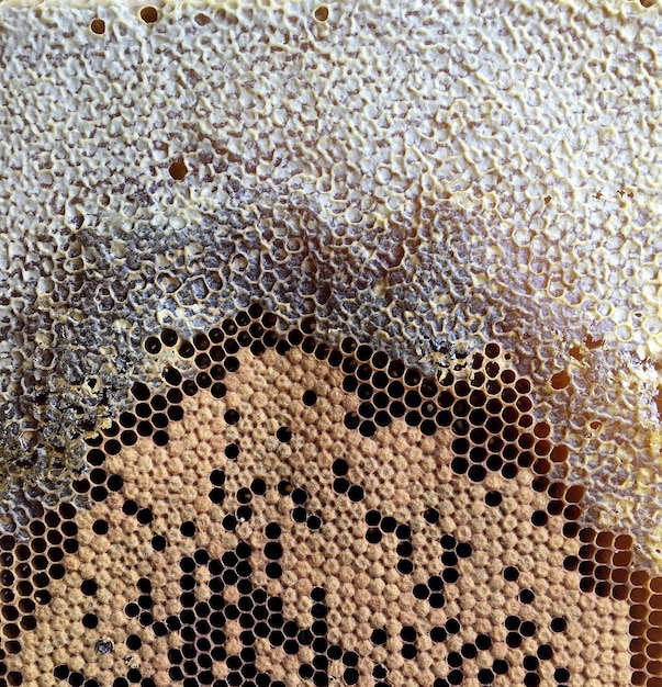 六角形の構造は、金色の蜂蜜で満たされたミツバチの巣からのハニカムです
