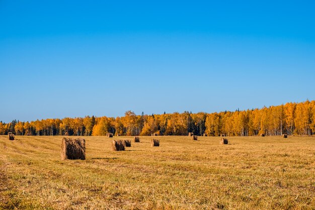 Hey bale Rural nature in farmlands