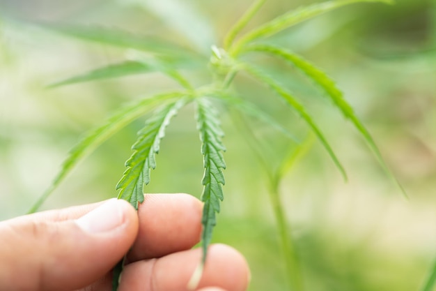 Hhand holding leaf of green fresh of marijuana tree Soft focus on blur backgroundxA