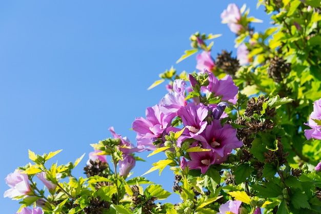 Hibiscus against the sky