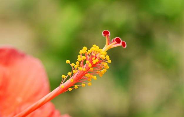 Hibiscus bloem detail