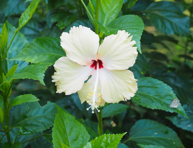 Hibiscus bloem