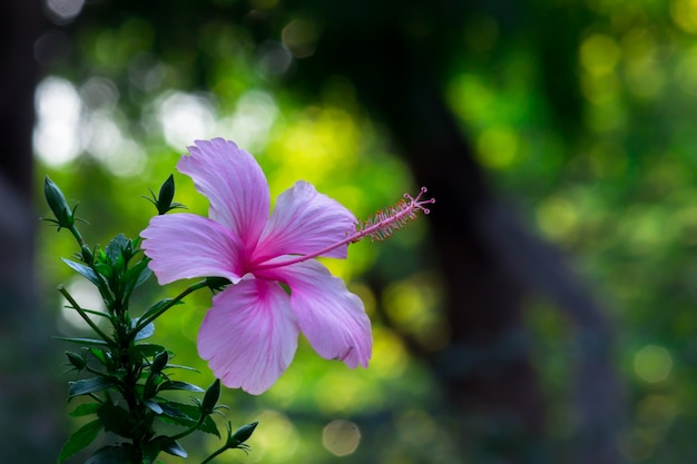 Hibiscus bloem