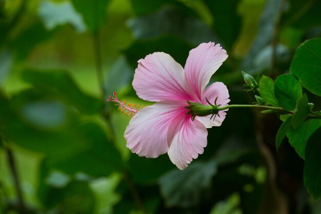 Hibiscus bloem