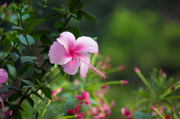 Hibiscus bloem