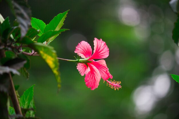 Hibiscus bloem