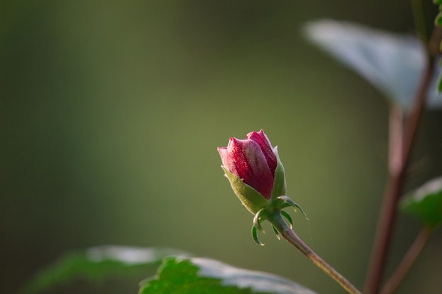 Hibiscus bloem