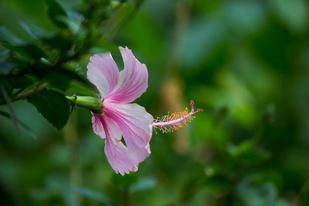 Hibiscus bloem