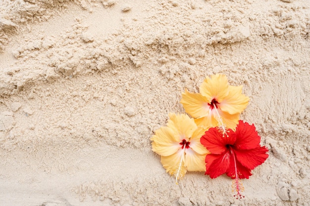 Hibiscus bloemen op zandstrand achtergrond.