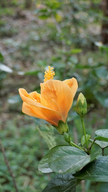 ハイビスカス ボリアヌスの花