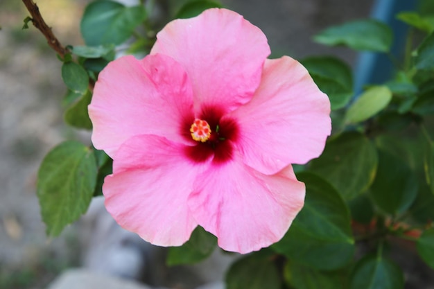 hibiscus close up background