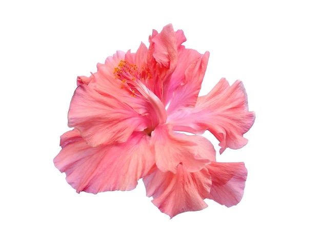 Hibiscus Cultivation flower isolated on white background