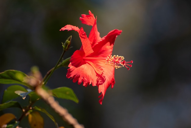 Hibiscus draagt zijn kleuren en al zijn details in de natuur. natuurlijk licht, selectieve focus.