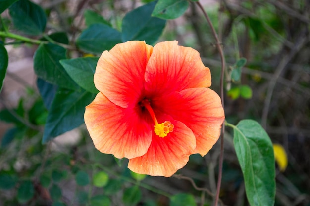 Hibiscus flower blooming isolated closeup