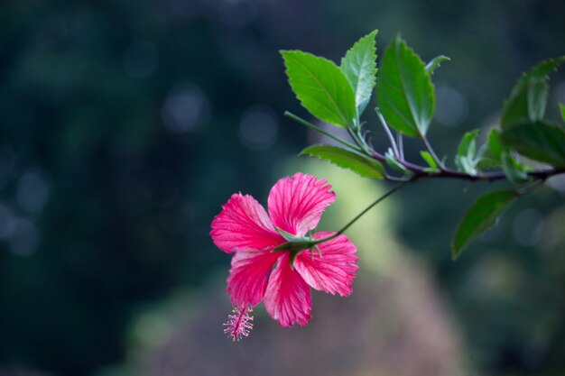 Hibiscus flower bud in full bloom in the garden on a bright sunny day