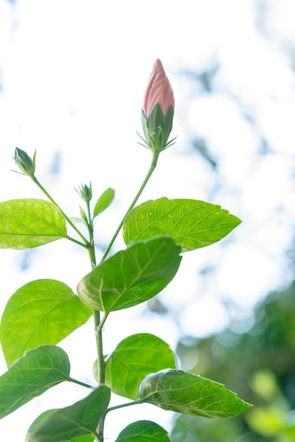 Hibiscus Flower Bud