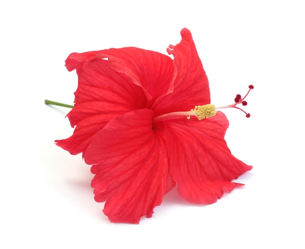 Hibiscus Flower close up