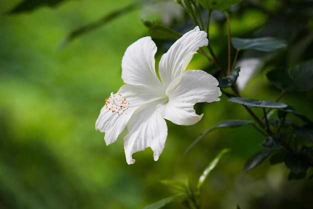 満開のハイビスカスの花