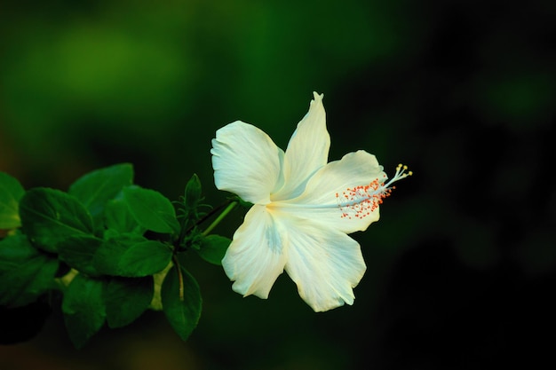 満開のハイビスカスの花