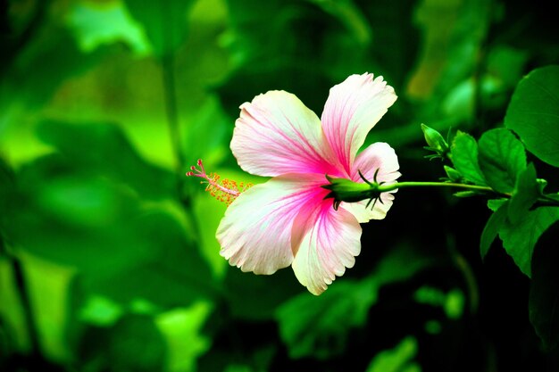 満開のハイビスカスの花