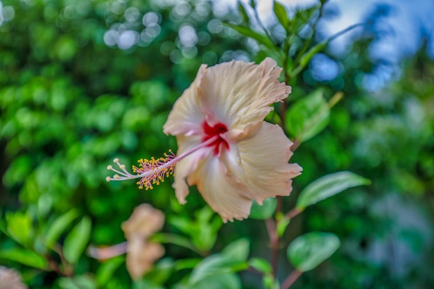 Hibiscus flower in garden. Exotic love tropical island nature garden, blooming hibiscus flower