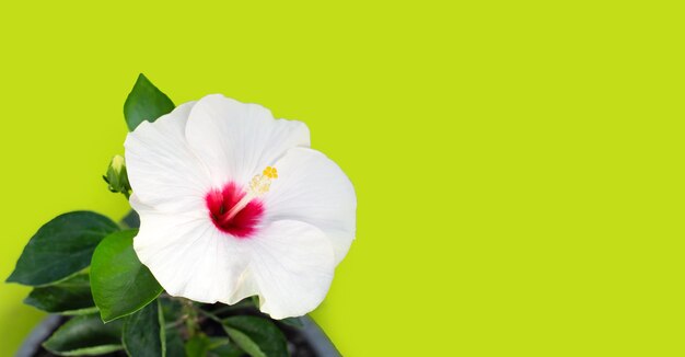 Hibiscus flower on green background