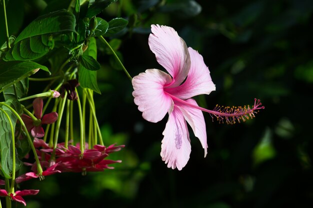 靴の花として知られているアオイ科アオイ科hibiscusrosasinensisのハイビスカスの花