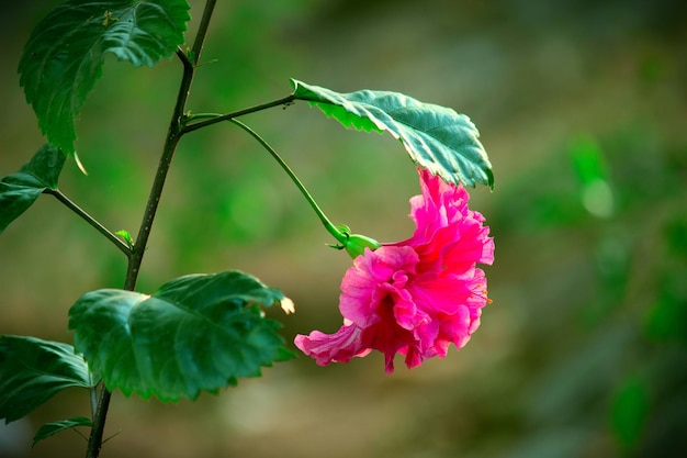 ゼニアオイ科アオイ科のハイビスカスの花が咲く