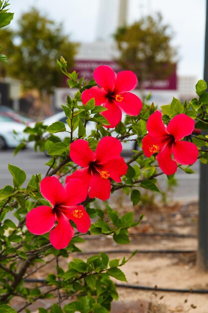 写真 バレンシアのハイビスカスの花のクローズアップマクロ