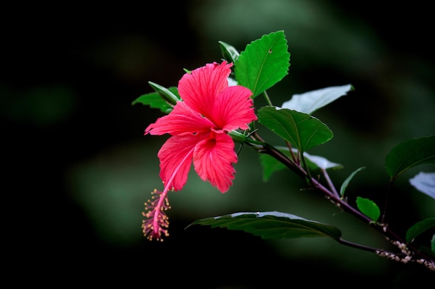 ゼニアオイ科アオイ科のハイビスカスの花が咲く