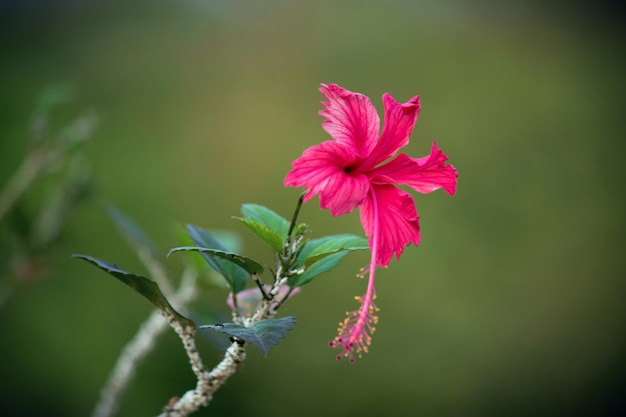 ゼニアオイ科アオイ科のハイビスカスの花が咲く