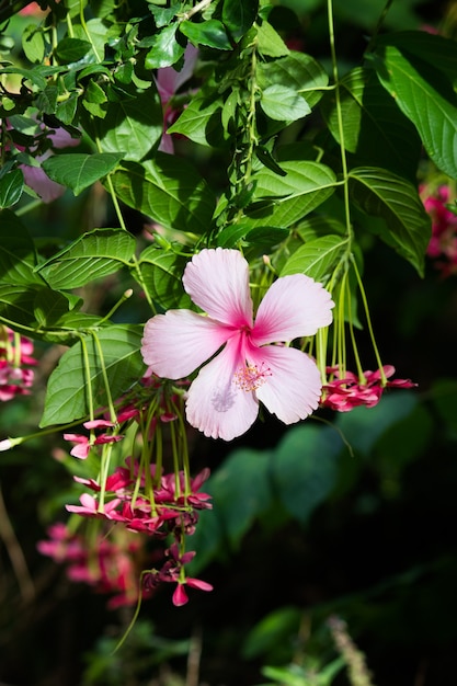 Fiore di ibisco nella famiglia della malva malvaceae hibiscus rosasinensis noto come fiore della scarpa