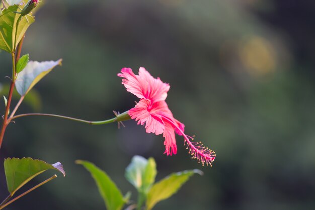 Цветок гибискуса семейства мальвовых Malvaceae Hibiscus rosasinensis, известный как цветок обуви