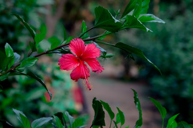 Hibiscus flower in the mallow family Malvaceae Hibiscus rosasinensis known as the Shoe Flower