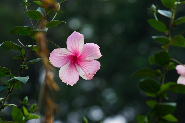 Hibiscus flower in the mallow family Malvaceae Hibiscus rosasinensis known Shoe Flower