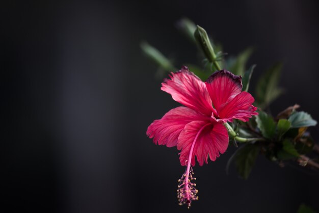 Цветок гибискуса в семействе мальвовых Malvaceae Hibiscus rosasinensis, известный цветок обуви