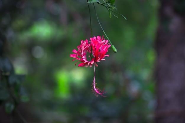 Foto fiore di ibisco o malvaceae o rosasinensis noto shoe flower in piena fioritura durante la primavera