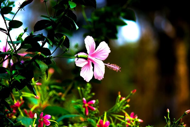 Hibiscus flower or Malvaceae or rosasinensis known Shoe Flower in full bloom during spring